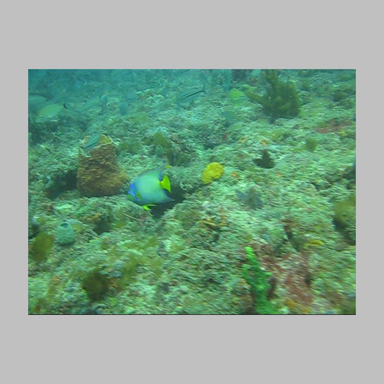 MVI_5916 Queen Anglefish.AVI